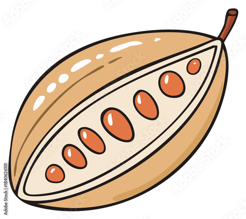 Open cocoa pod with fresh raw cacao beans inside vector illustration