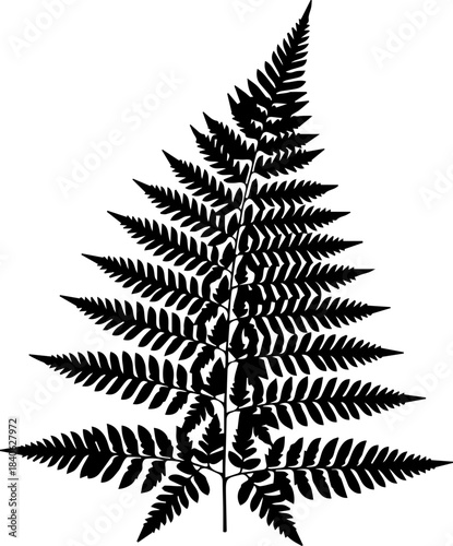 Detailed silhouette of a fern frond with intricate leaf patterns and pointed tips on a white background