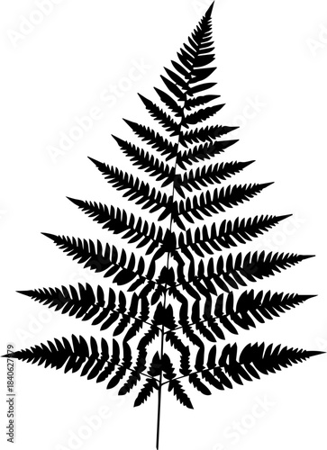 Detailed silhouette of a fern frond showing intricate leaf structure against a white background space