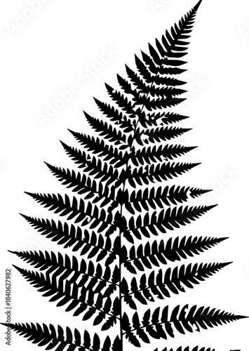 A detailed silhouette of a fern frond with intricate leaf patterns against a white background design element