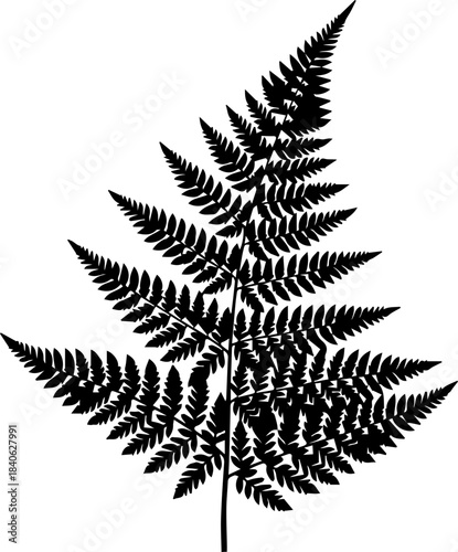 Detailed silhouette of a fern frond with intricate leaf patterns against a white background image view