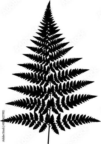 Silhouette of a fern plant with detailed fronds and a central stem, isolated on a white background