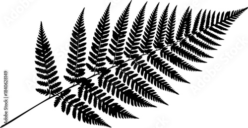 Black silhouette of a fern frond with detailed leaflets against a white background botanical illustration