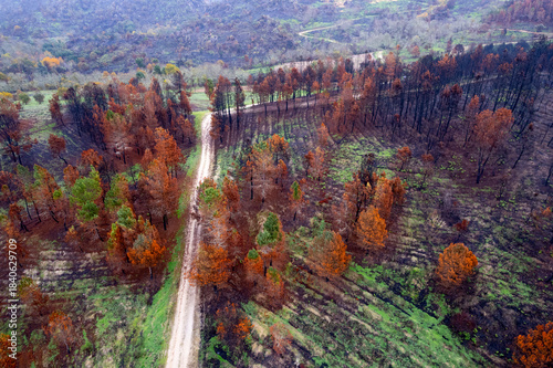 Konstfotografi Aerial view of firebreak path in burnt woods The Concept of Protection