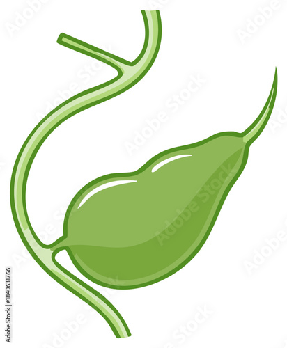 Medical Illustration of Gallbladder and Bile Duct in Green, Human Anatomy