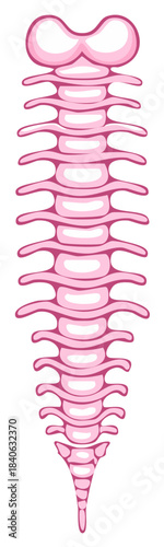Vibrant pink cartoon style human spine illustration representing anatomical structure and vertebral column
