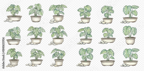 Set of potted green houseplants with decorative white stones, creating a serene indoor garden collection.
