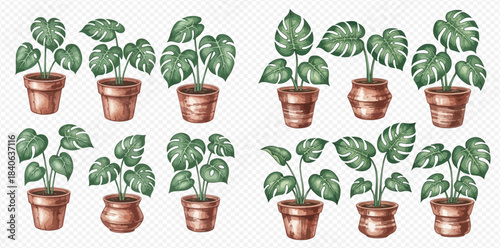 Watercolor illustration set of various monstera deliciosa potted plants with green leaves and brown pots.