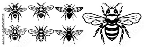 Honey bee insect vector set, detailed bumblebee sketch and silhouette icons collection, nature flying bug design