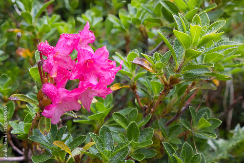The hairy alpenrose, Rhododendron hirsutum, is is an evergreen shrub and native to the European mountains.