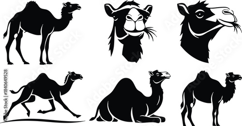 Flat design six camel silhouettes in varied poses side view head profiles standing walking sitting resting looking forward classic black vector icons arid desert minimal style