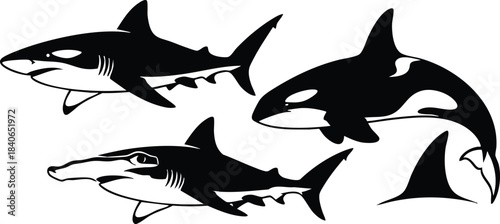 Silhouette vector flat design three sharks and one orca swimming in side view formation with visible dorsal fin isolated black and white sea marine nature wildlife
