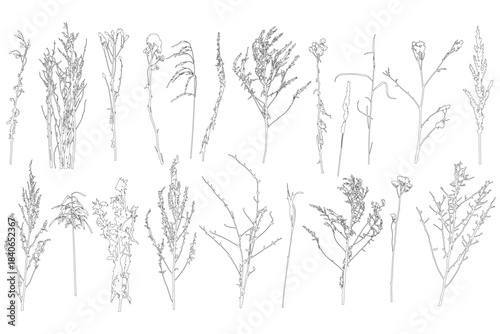 Set of contours different plants and weeds. Vector illustration.