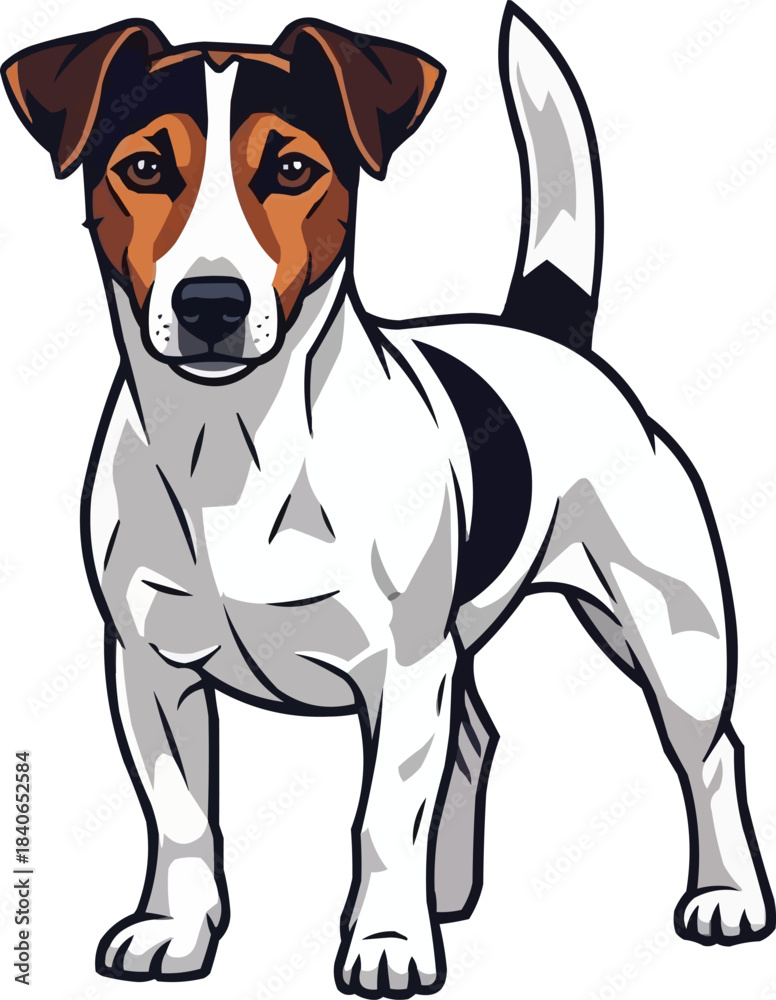 Fototapeta premium Jack Russell Terrier dog standing alert facing front pose