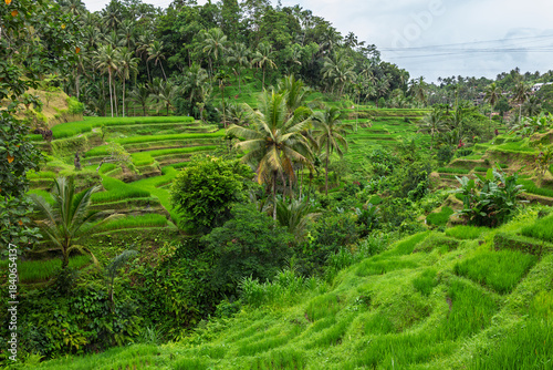 Ubud, Indonesia – View of the lush Tegalalang rice terraces with layered green fields creating a vibrant tropical landscape.