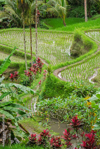 Ubud, Indonesia – View of the lush Tegalalang rice terraces with layered green fields creating a vibrant tropical landscape.