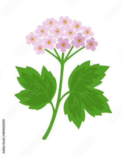 Object pink flower hydrangea Hand drawn. Not AI, vector illustration
