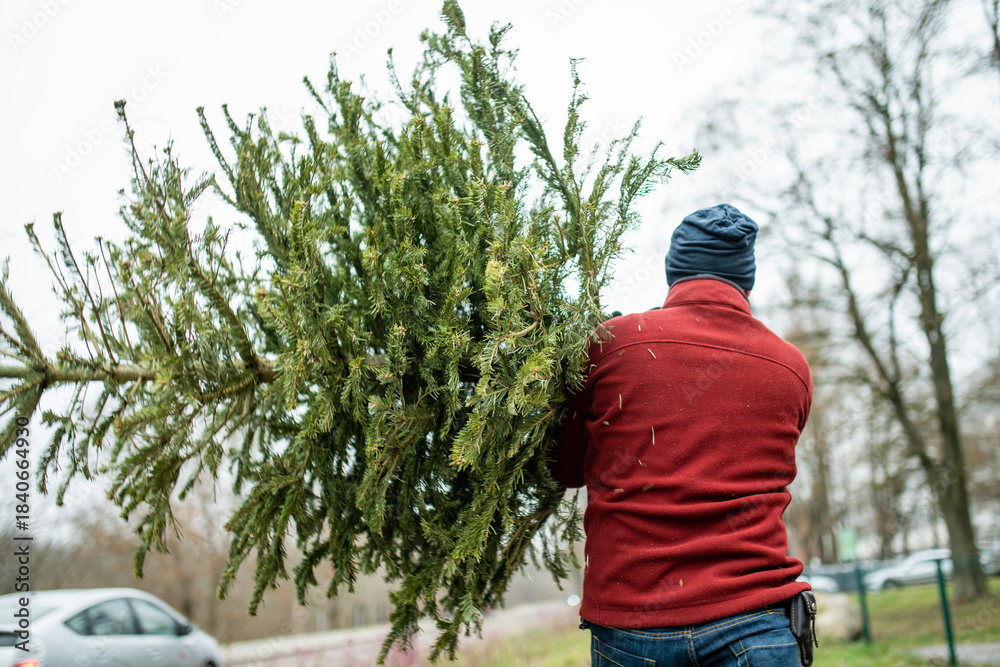 Obraz premium Man is carrying a discarded Christmas tree on his shoulder through an urban park area in winter, signaling the end of the holiday season.