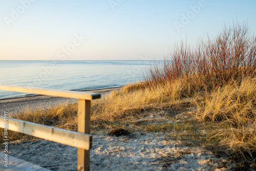 Fototapeta Naklejka Na Ścianę i Meble -  Golden beach grass and red winter shrubs frame the calm Baltic Sea under a blue sky. A serene coastal landscape in winter light, quiet and wind-shaped.