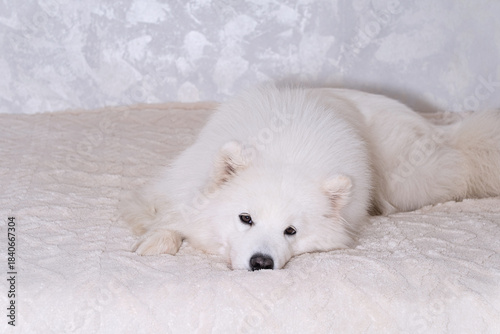 relaxed samoyed dog lying on cozy bed at home