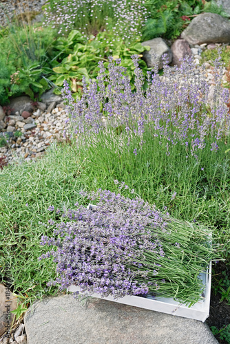 lavender bundle drying in rock garden