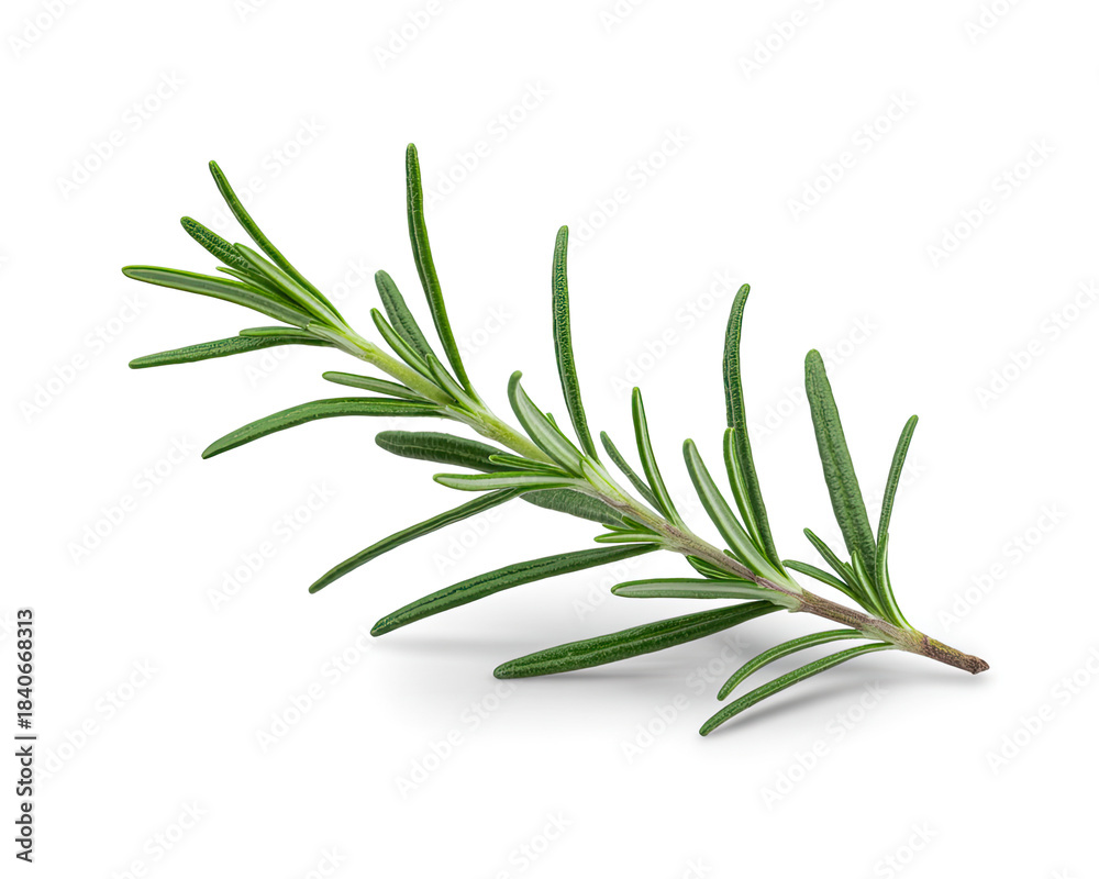 Fototapeta premium Fresh Rosemary Herb Isolated on White