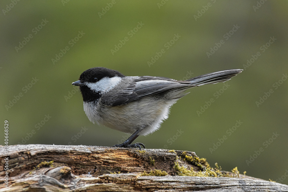 Fototapeta premium Black-capped chickadee, close up, profile image.