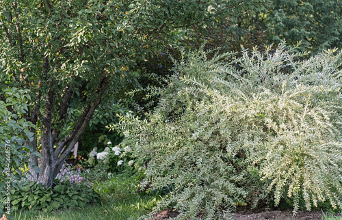 decorative willow hakuro nishiki shrub in summer garden landscape