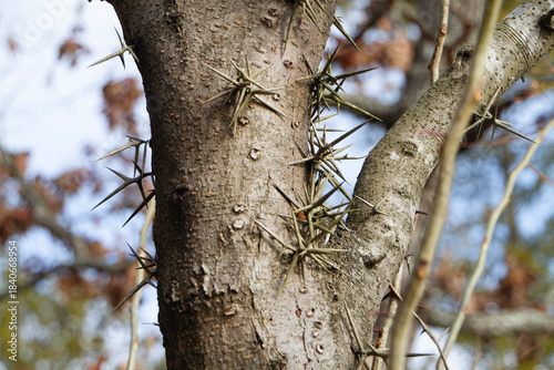 Honey locust tree thorns, closeup, Gleditsia Triacanthos