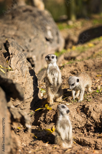 A group of vigilant meerkats interacting in their natural habitat