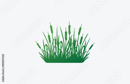 Reeds plant vector illustration, graphics
