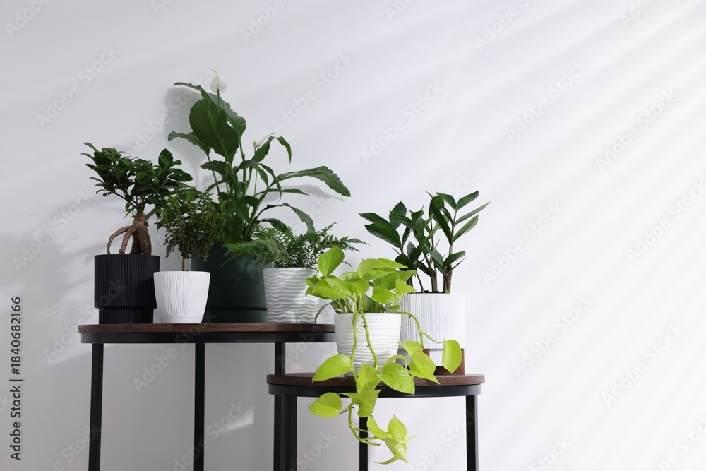 Fototapeta premium Different green houseplants on wooden nesting tables near white wall indoors, space for text