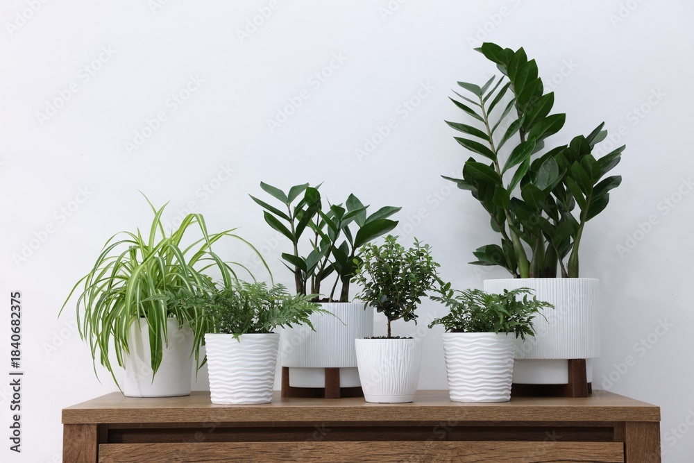 Fototapeta premium Different green houseplants on wooden dresser near white wall indoors