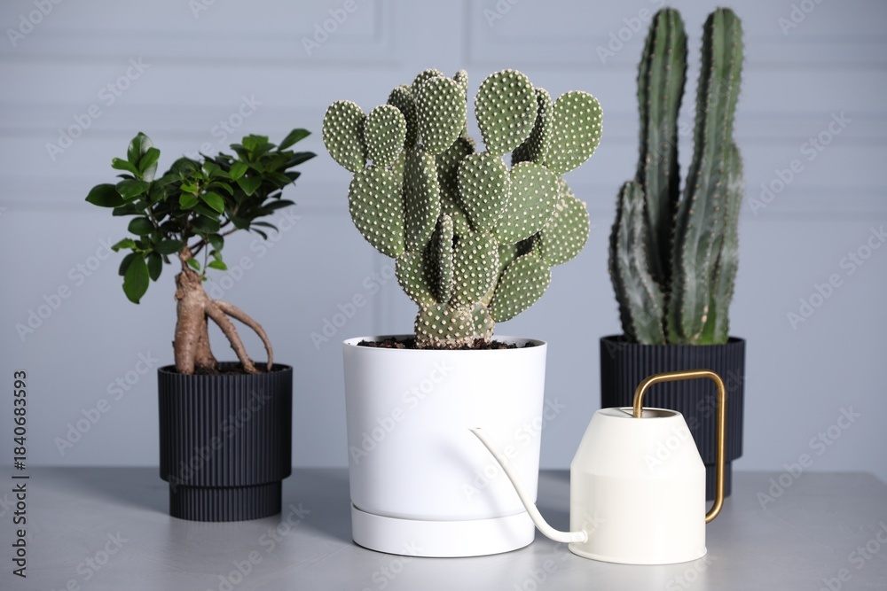 Fototapeta premium Beautiful prickly pear cactus in pot, watering can and other houseplants on light grey table