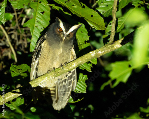Crested Owl at night in Costa Rica