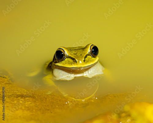 Tree Frog at night in Costa Rica