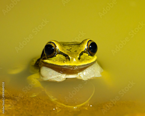 Tree Frog at night in Costa Rica