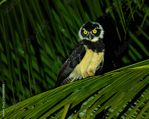 Spectacled Owl at night in Costa Rica
