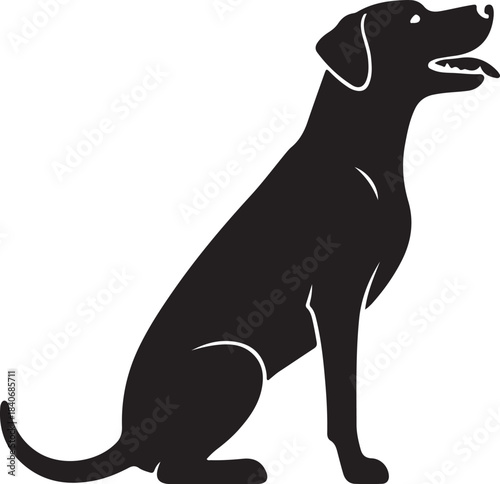 Black dog sitting and looking up