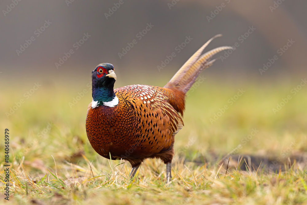 Fototapeta premium Bażant (Phasianus colchicus)