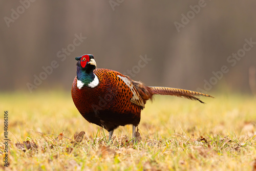 Bażant (Phasianus colchicus)