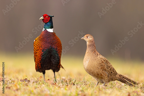 Bażant (Phasianus colchicus)