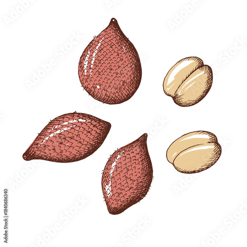 Salak fruit colored illustration. Exotic plant with peel and grain of the plant. Hand drawn engraved vector illustration on isolated background. Tropical snake fruit Salak. Food, nutrition, harvest