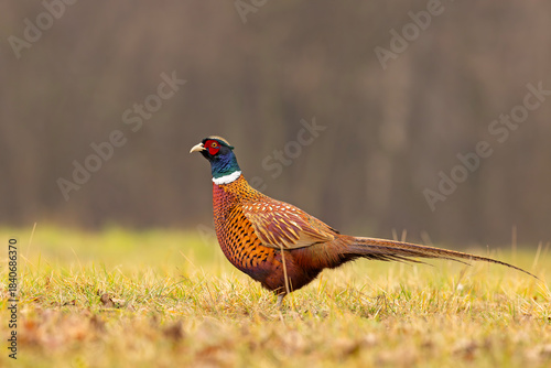 Bażant (Phasianus colchicus)