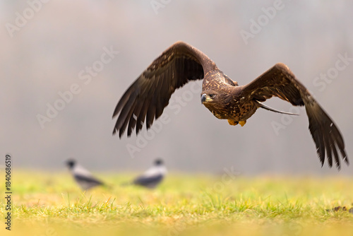 Bielik (Haliaeetus albicilla)