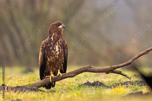 Bielik (Haliaeetus albicilla)