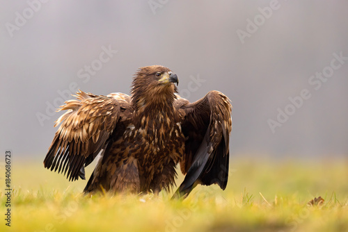 Bielik (Haliaeetus albicilla)