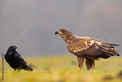Bielik (Haliaeetus albicilla)