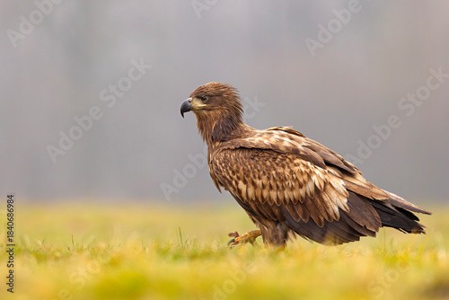 Bielik (Haliaeetus albicilla)