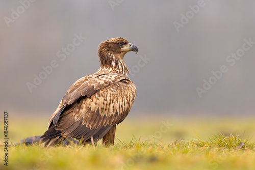 Bielik (Haliaeetus albicilla)